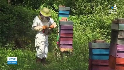 Les abeilles, grandes gagnantes du confinement