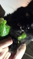 Hungry Kitty Growls while Munching Cucumber