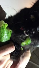 Hungry Kitty Growls while Munching Cucumber