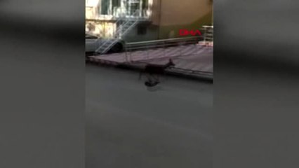 Kastamonu'da, ilçe merkezinde yavru karaca görüntülendi