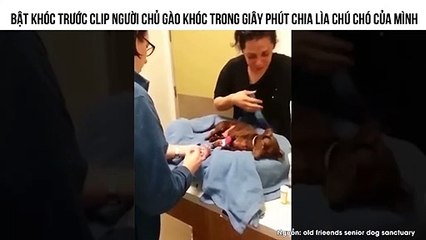 BẬT KHÓC TRƯỚC CLIP NGƯỜI CHỦ GÀO KHÓC TRONG GIÂY PHÚT CHIA LÌA CHÚ CHÓ CỦA MÌNH