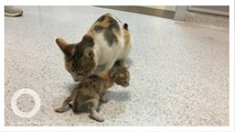 Ibu kucing bawa anaknya yang sakit ke rumah sakit manusia - TomoNews