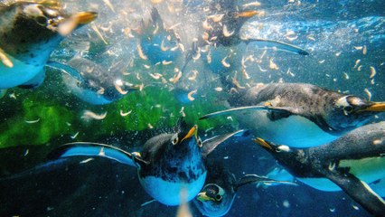 Penguins keeping cool but need entertainment amid coronavirus shutdown at Hong Kong’s Ocean Park