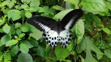 Beautiful Butterflies Life Cycle | Warraich Movies |