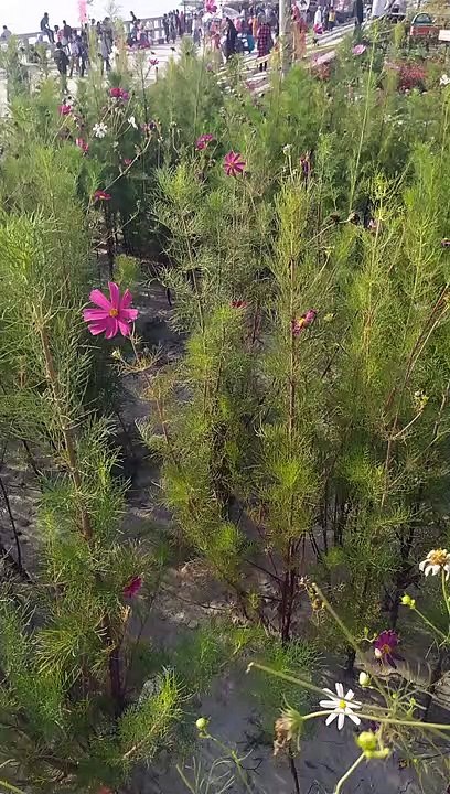 Flower Wave
