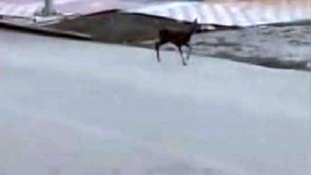 Kastamonu'da ilçe merkezinde yavru karaca görüntülendi