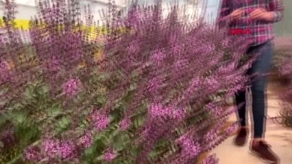 ANTALYA Yenilebilir çiçek salgın nedeniyle dalında kaldı