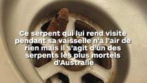 Un serpent mortel sort du trou d'évacuation de l'évier de la cuisine