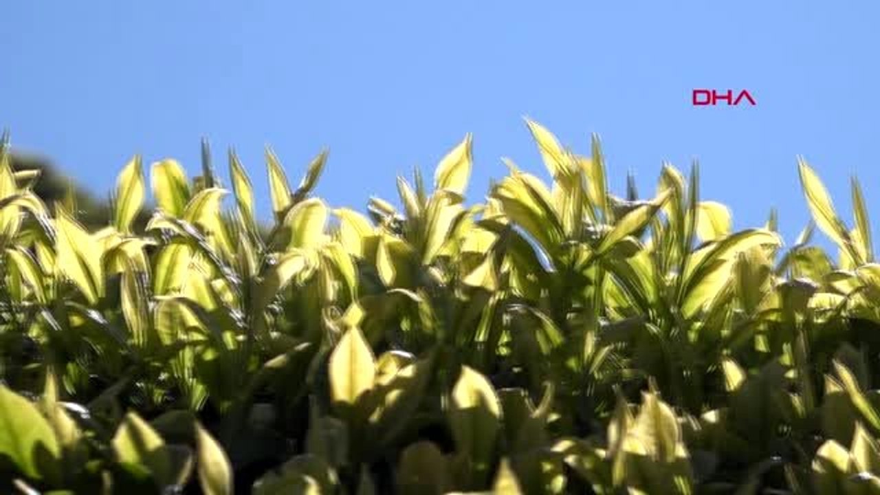 RİZE Çay hasadında 44 maddelik acil eylem planı