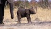 Chú voi con tội nghiệp bị mất vòi và cảnh tượng ai cũng đau lòng khi nhìn thấy