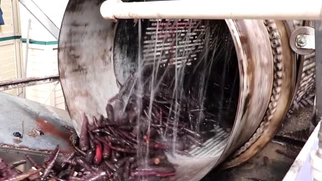 Yıllık şalgam üretiminin yaklaşık üçte biri ihraç ediliyor - ADANA