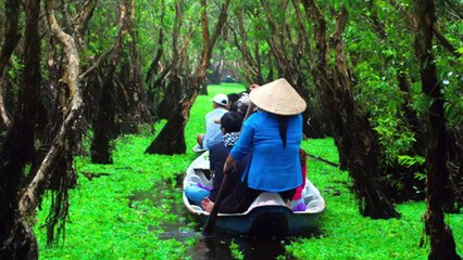 Thám hiểm 5 con đường xuyên rừng tràm đẹp ngỡ ngàng ở miền Tây