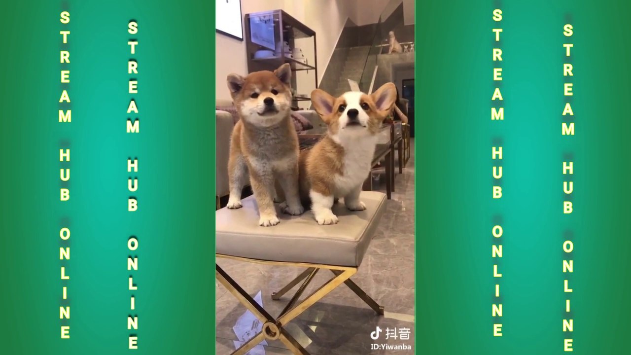 FUN CHALLENGE: Try NOT to laugh - Funny & cute dogs and kids II  Adorable Babies Playing With Dogs and Cats - Funny Babies Compilation 2020 II   Funniest  Dogs and  Cats - Awesome Funny Pet Animals Videos 