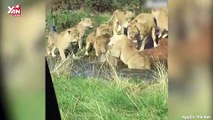 Hãi hùng cảnh bầy sư tử cái tấn công và muốn xé xác sư tử đực: Vì đói hay vì tình?