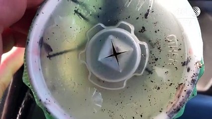 "Mörderhornissen" aus Asien sorgen für Angst in den USA