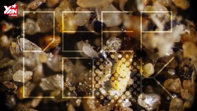 Rận nhà - Vị khách lạ nguy hiểm khôn lường trên giường của bạn