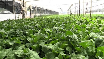 Eskişehir'de yetiştirilen ürünler İstanbul'da sofraları "yeşillendiriyor"