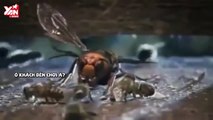 Ong bắp cày bắt nạt ong mật, bị cả tổ ong đánh hội đồng