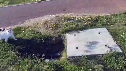 İstanbul’da ilginç görüntüler! Kediler, martıların düşürdüğü yılanı yemek için kapıştı