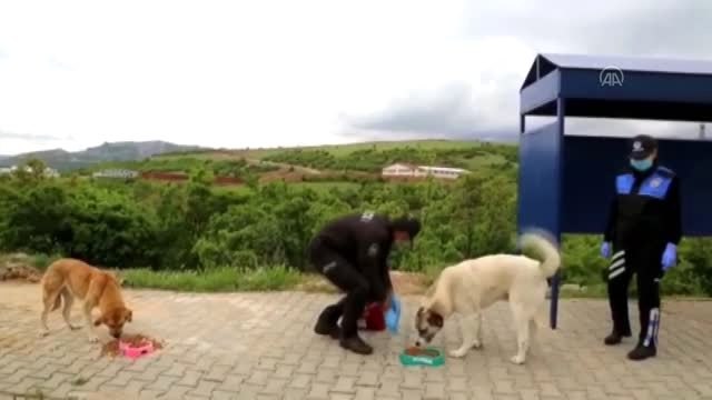 Tunceli'nin Vefalı yürekleri sokak hayvanlarını unutmadı