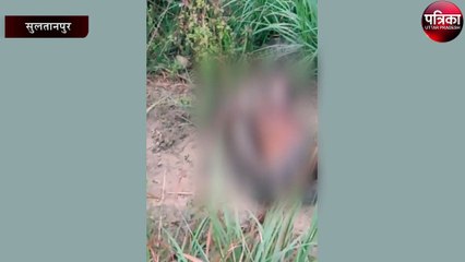 देखें विडियो- कैसे बकरी को ज़िंदा निगल गया अजगर
