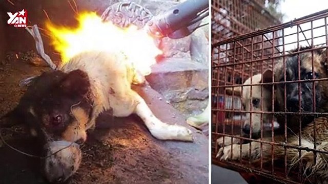 của lễ hội thịt chó trở thành biểu tượng sinh tồn