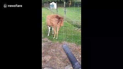 Llama enjoys a blow-dry while walking around her pen