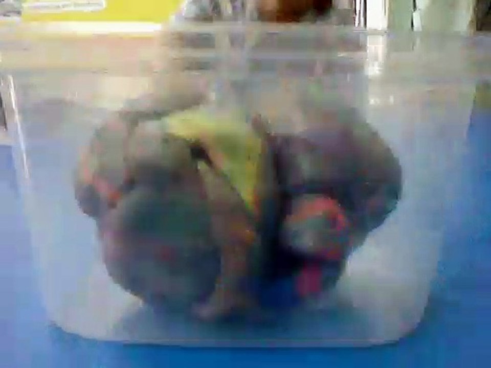 Project Claymation Alien-Task Phobia Type-R Transformation and Morphing Conceptual Build 15