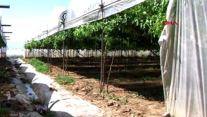 MERSİN Türkiye'nin ilk örtü altı üzüm hasadı yapıldı