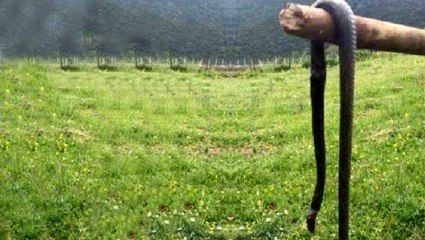 Öldürdüğü yılanı sosyal medyada paylaşan vatandaşa, 1.000 TL ceza kesildi