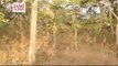 A Trip to Panna Tiger Reserve or Panna National Park MP Tourism II Panna Tiger Reserve Forest Safari