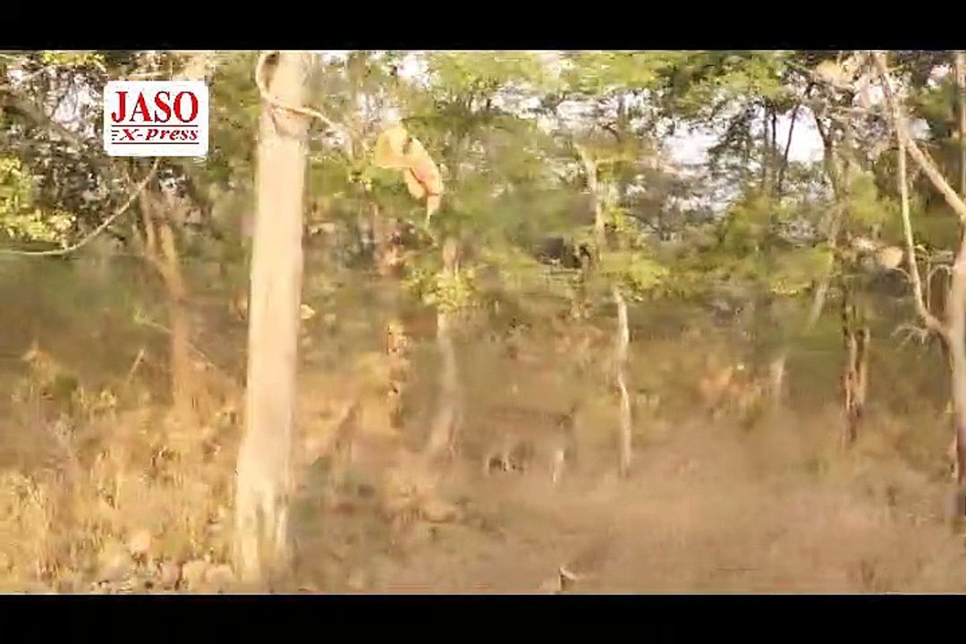 A Trip to Panna Tiger Reserve or Panna National Park MP Tourism II Panna Tiger Reserve Forest Safari