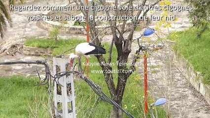 une cigogne_au comportement insolite ...