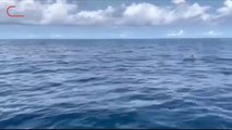 พบฝูงโลมาปากขวดกว่า 50 ตัว ใกล้เกาะสิมิลันที่ออกมารวมตัวกันว่ายน้ำโชว์กลางทะเล จ.พังงา