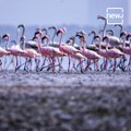 Watch : Flamingo Birds Turn Mumbai City Pink Amid Lockdown
