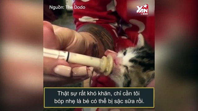 3: Rơm rớm nước mắt chứng kiến nghị lực sống phi thường từ chú mèo mô côi bị què cả 2 chân