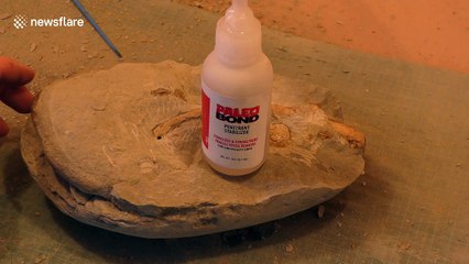 New Zealander exposes eight-million-year-old crab fossil enclosed in rock