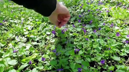 US man shows how pigment from flowers changes colour depending on pH
