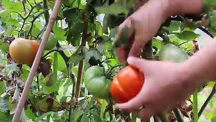 Natural  Cooking Fresh Red Chilli and Tomatoes with Red Meat