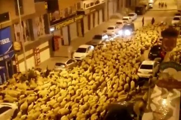 Şehir merkezinden geçen koyun sürüsü şaşkına çevirdi
