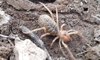 Etçil "sarıkız" örümceği, Sivas'ta görüntülendi