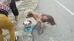 CĐM xót lòng nhìn cảnh chú chó cụt hai chân xin ăn ngoài đường