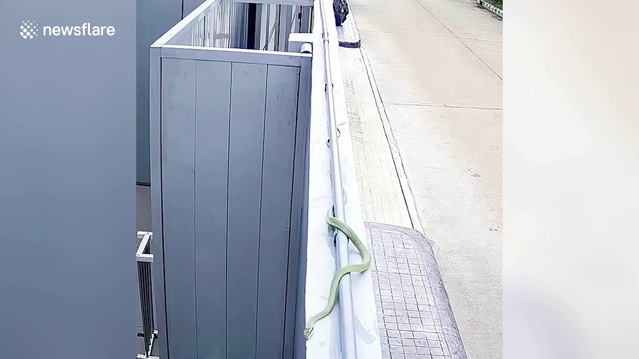 Snake takes a tumble when attacking lizard in Bangkok