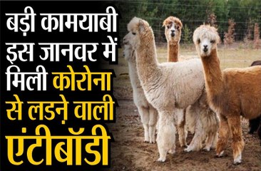 बड़ी कामयाबी: इस पालतू जानवर में मिली कोरोना से लडऩे वाली एंटीबॉडी