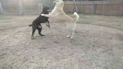 TURKMEN ALABAY COBAN KOPEKLERiNiN SERT OYUNU - ALABAi SHEPHERD DOG CUTE VS