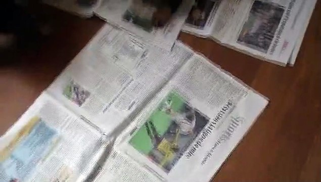 Les chiots du bon limier ont 30 jours