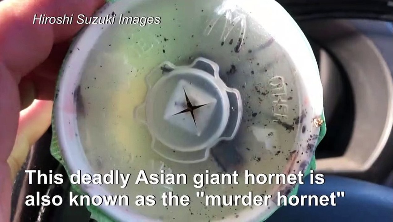 Asian giant hornets spotted for first time in US