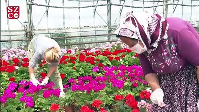 İzmir Büyükşehir Belediyesi, Anneler Günü'nde 50 bin saksı sardunya dağıtacak