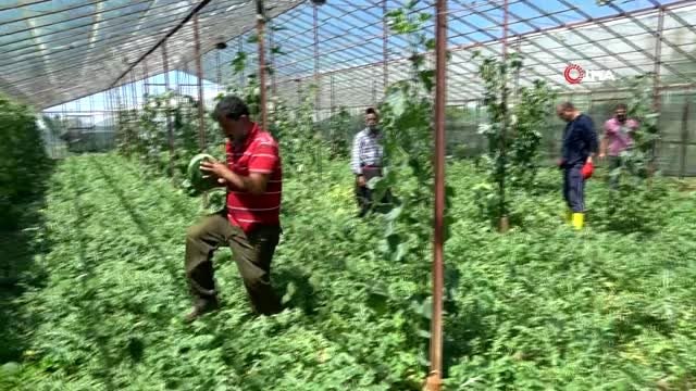 Antalya seralarında karpuz hasatı başladı...2,5 ay erken hasat edilen karpuz kıymete bindi