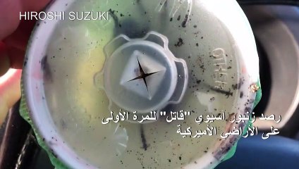 رصد زنبور آسيوي "قاتل" للمرة الأولى على الأراضي الأميركية